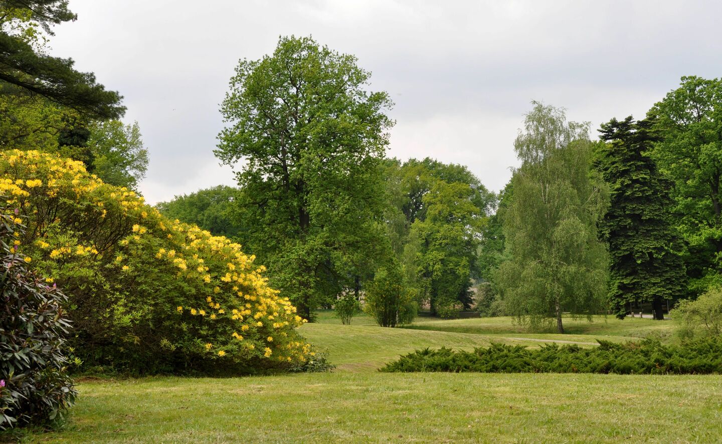 Gelbe Azaleen in Bl&uuml;te, Foto: R. Machnikowski / D. Thorausch
