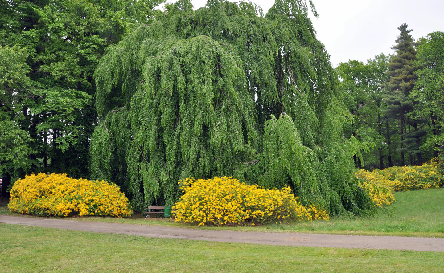 Trauerbuche, Foto: R. Machnikowski / D. Thorausch