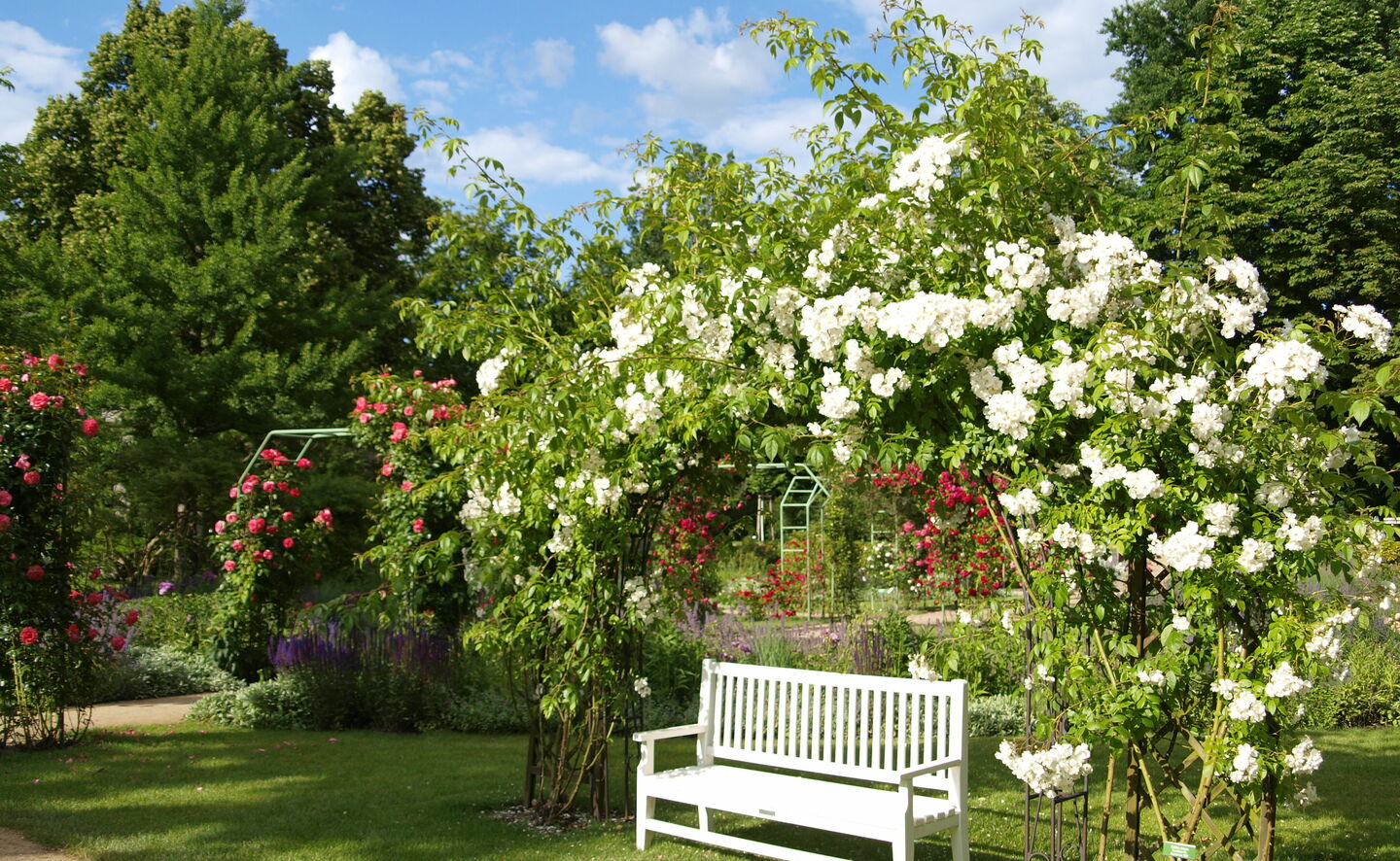 Rosenbogen, Foto: Annette Schild