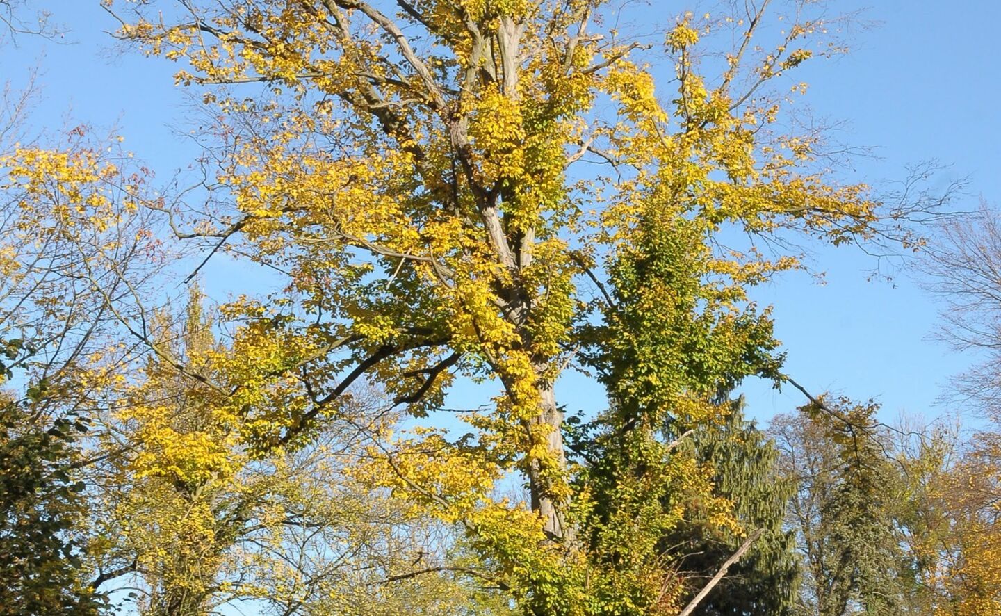 Hainbuche im Schlosspark, Foto: Krzysztof Kilian