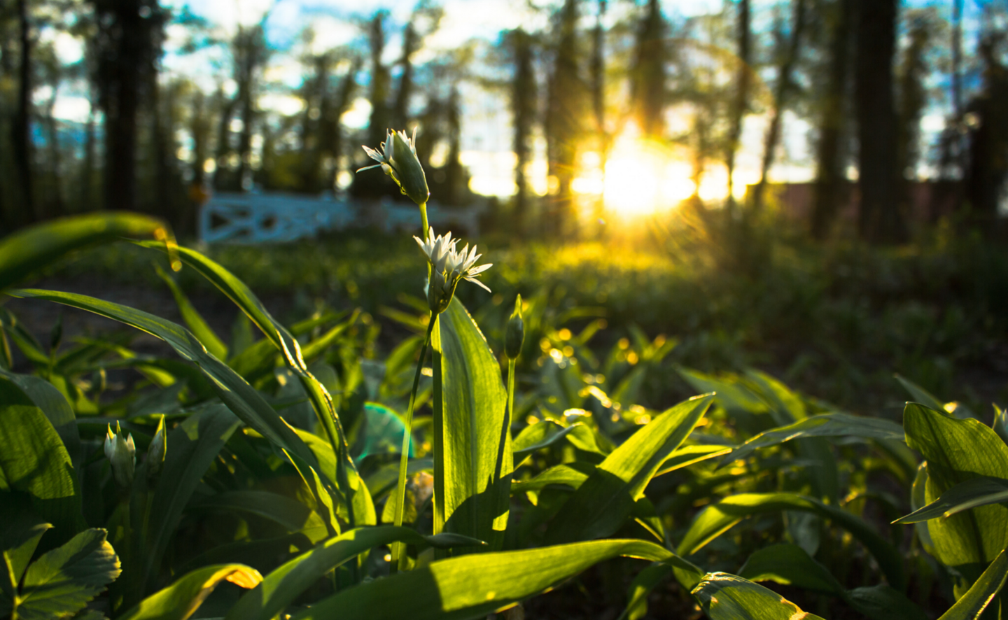 B&auml;rlauch - das Symbol des Parks, Foto Michał  Adamczewski