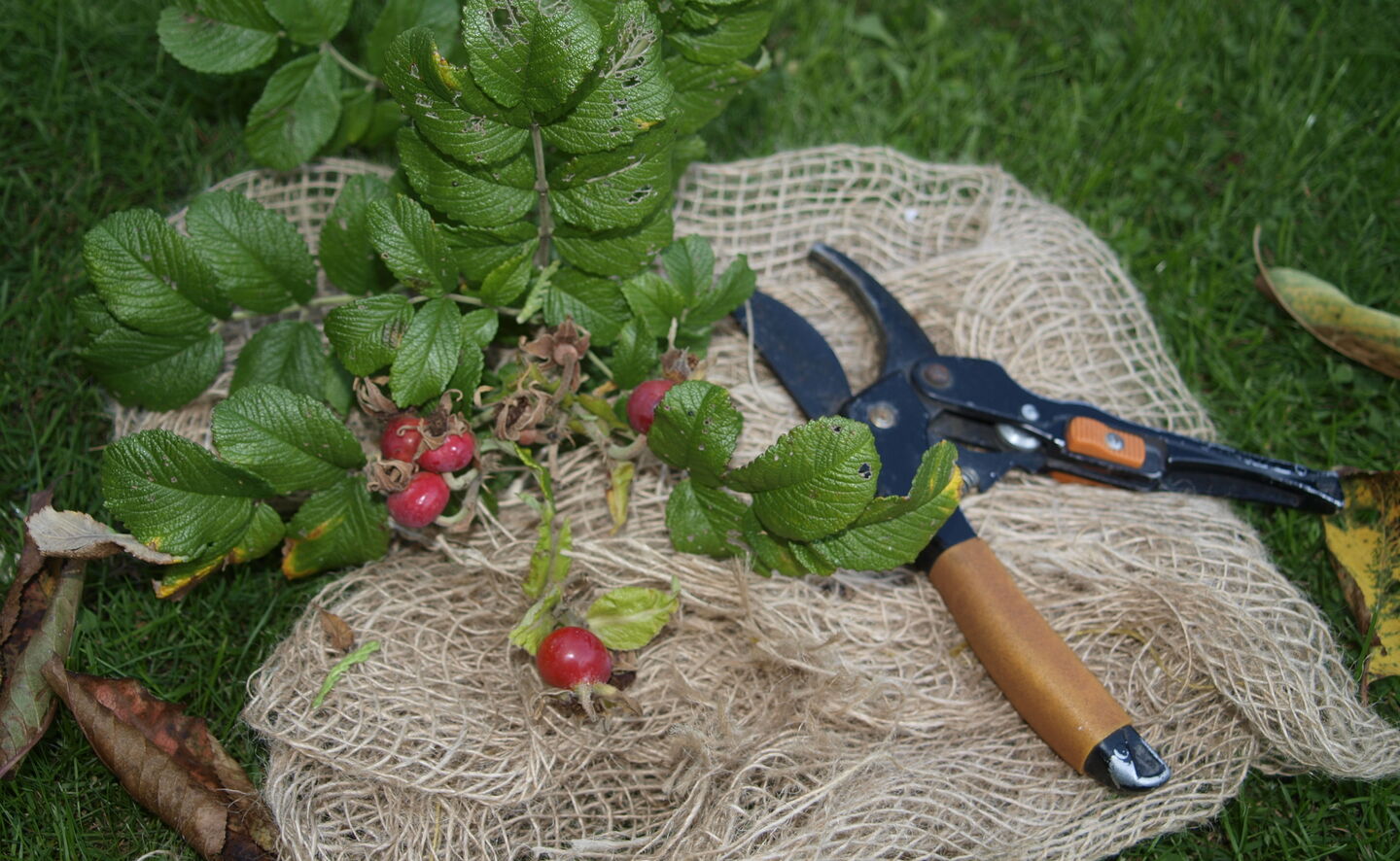 Rosenseminar 2021, Foto: Annette Schild
