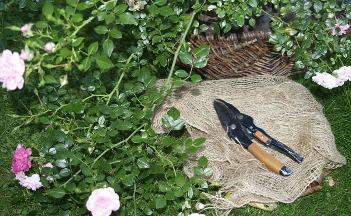 Rosenseminar: Herbstarbeiten und Winterschutz bei Rosen, Foto: Stadt Forst (Lausitz)