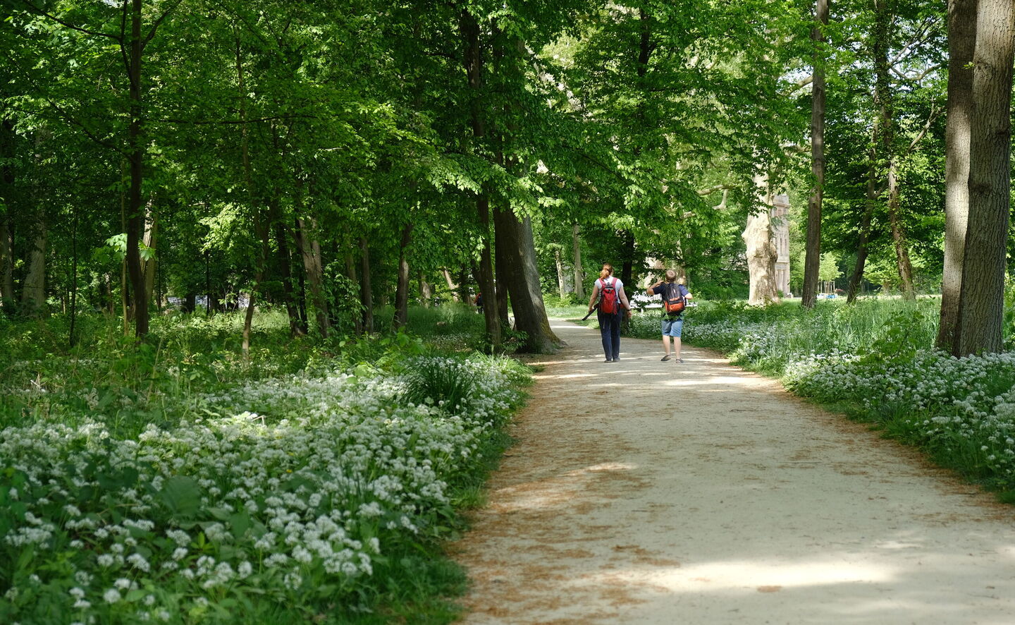 B&auml;rlauch, &copy; Michał Adamczewski