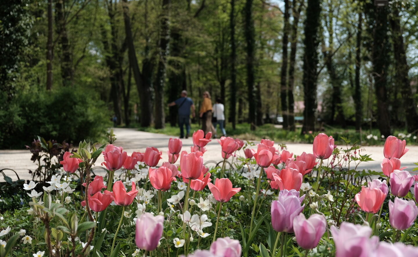 Fr&uuml;hling im Herzoglichen Park Zatonie, &copy; Michał Adamczewski 